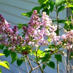  Orgován obyčajný (Syringa vulgaris) ´MADAM ANTOINE BUCHNER´ - výška 200-250 cm, kont. C55L - NA KMIENKU 